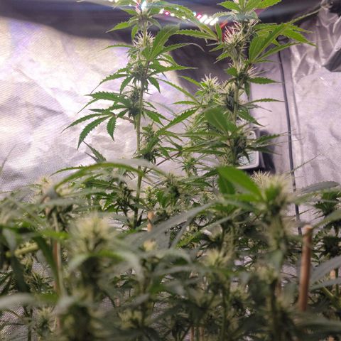 Purple Punch Auto growlog timeline photo