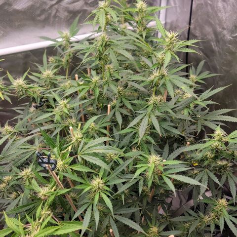 Purple Punch Auto growlog timeline photo