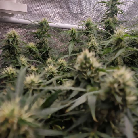 Tangerine Dream Auto growlog timeline photo
