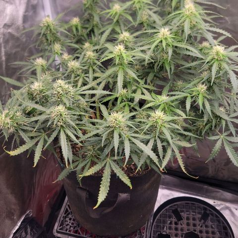 Tangerine Dream Auto growlog timeline photo