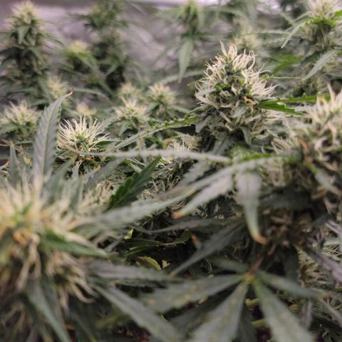 Tangerine Dream Auto growlog timeline photo