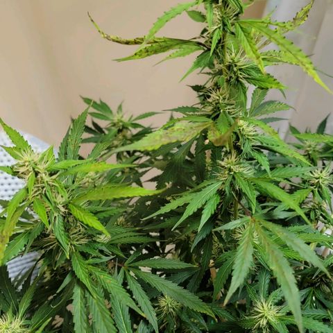 Purple Punch Auto growlog photo: Showing major signs she's not liking the continuous feed, feed, feed. 