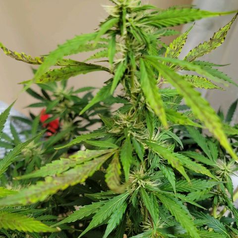 Purple Punch Auto growlog photo: Showing major signs she's not liking the continuous feed, feed, feed. 