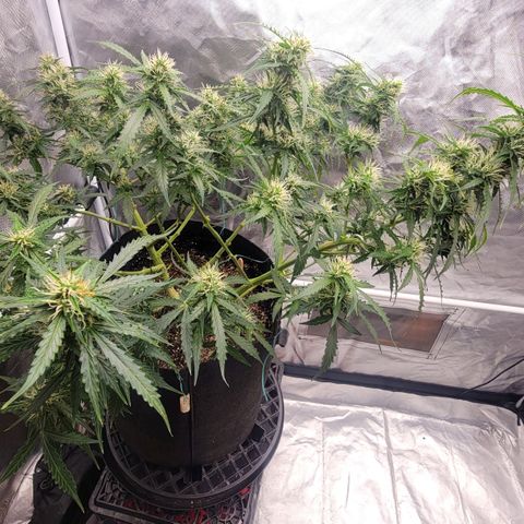 Tangerine Dream Auto growlog timeline photo