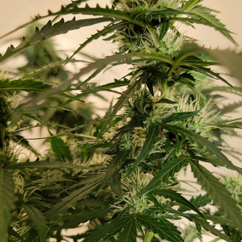 Tangerine Dream Auto growlog timeline photo