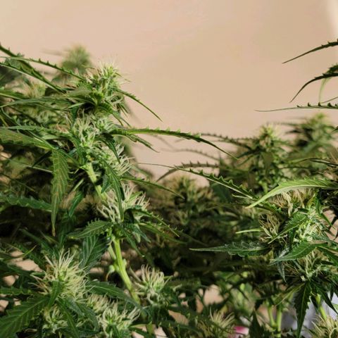 Tangerine Dream Auto growlog timeline photo