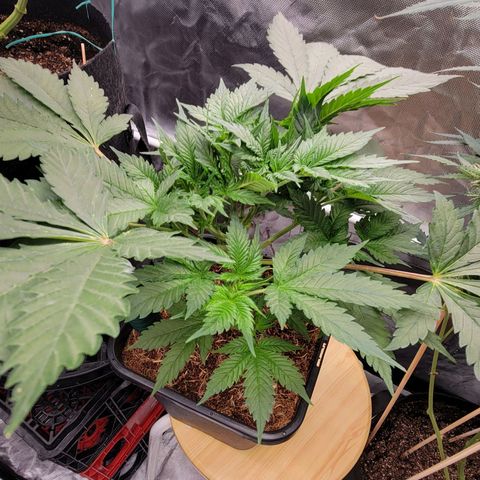 Space Station growlog timeline photo