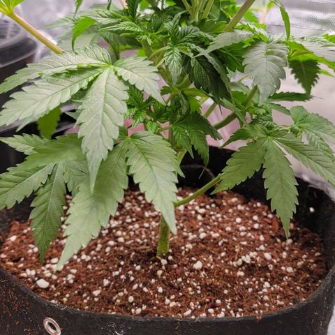 Space Station growlog timeline photo