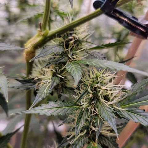 Purple Punch Auto growlog timeline photo