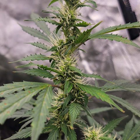 Purple Punch Auto growlog timeline photo