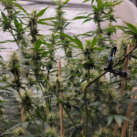 Purple Punch Auto growlog timeline photo