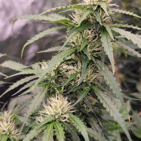 Tangerine Dream Auto growlog timeline photo