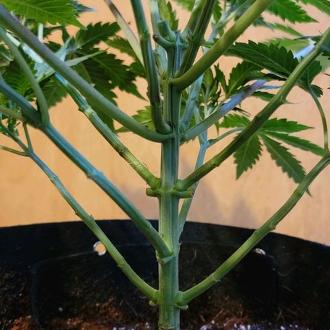 Space Station growlog photo: Little bit of LST
Selective lollipopping