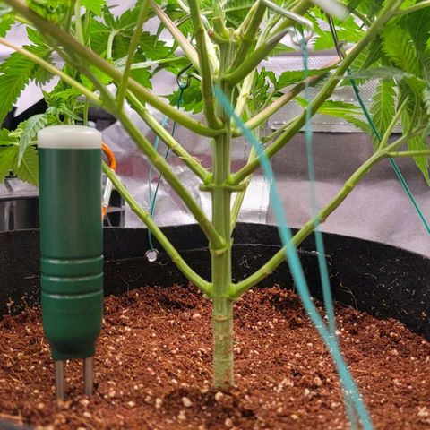 Space Station growlog photo: Little bit of LST
Selective lollipopping