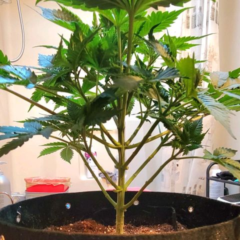 Space Station growlog photo: Little bit of LST
Selective lollipopping