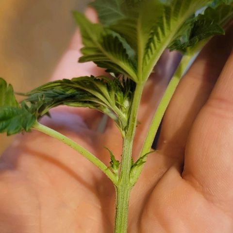 Space Station growlog photo: Little bit of LST
Selective lollipopping