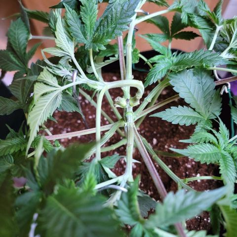 Space Station growlog photo: Lst on the top branch to help fill in were I snapped off the other side.