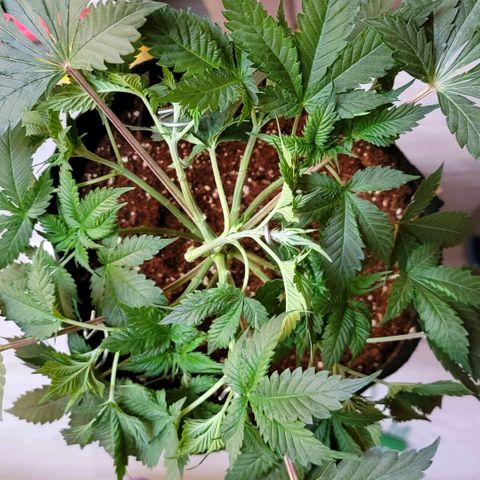 Space Station growlog photo: Lst on the top branch to help fill in were I snapped off the other side.