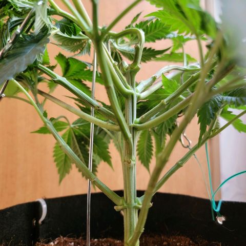 Space Station growlog photo: Lst on the top branch to help fill in were I snapped off the other side.