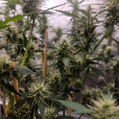 Purple Punch Auto growlog photo: Noticing her start to thicc'n up