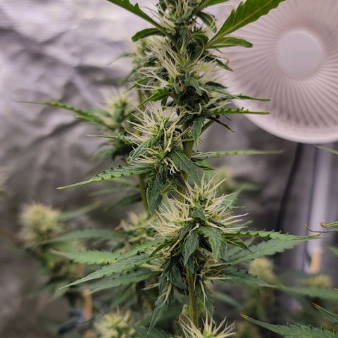 Purple Punch Auto growlog photo: Noticing her start to thicc'n up