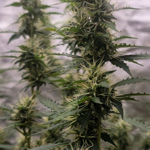 Purple Punch Auto growlog photo: Noticing her start to thicc'n up