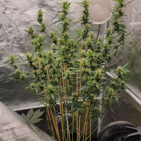 Purple Punch Auto growlog photo: Noticing her start to thicc'n up