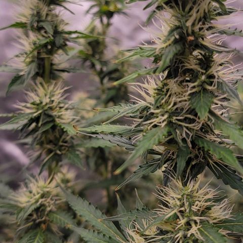 Purple Punch Auto growlog photo: Noticing her start to thicc'n up