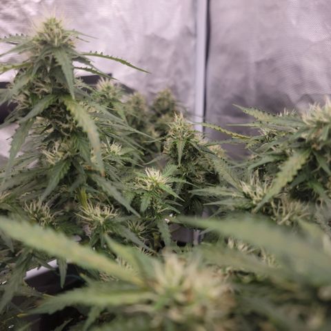 Tangerine Dream Auto growlog photo: She's getting thicc!