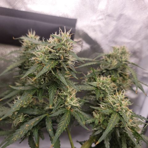 Tangerine Dream Auto growlog photo: She's getting thicc!