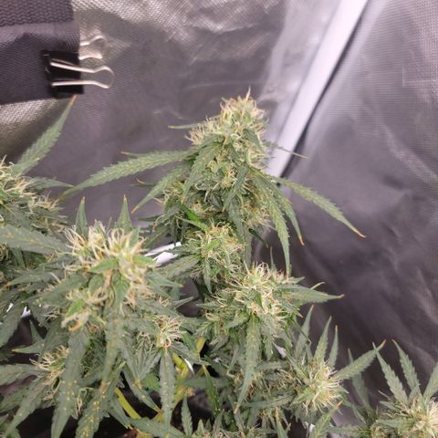 Tangerine Dream Auto growlog photo: She's getting thicc!