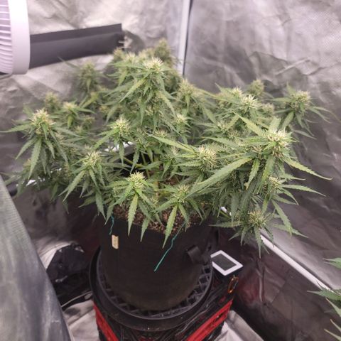 Tangerine Dream Auto growlog photo: She's getting thicc!