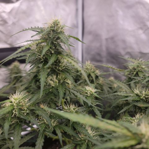 Tangerine Dream Auto growlog photo: She's getting thicc!