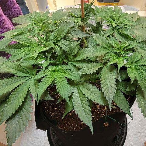 Space Station growlog timeline photo