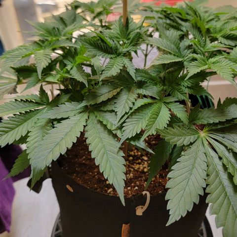 Space Station growlog timeline photo