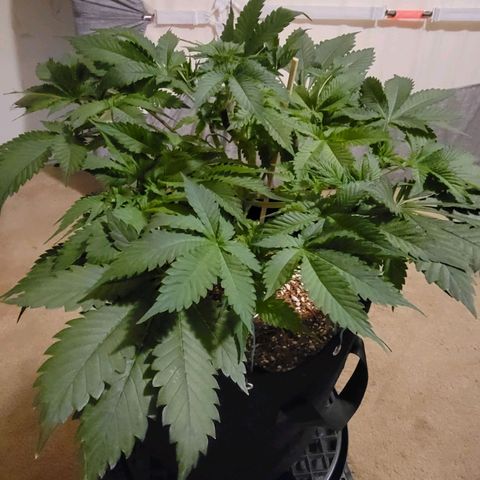 Space Station growlog timeline photo