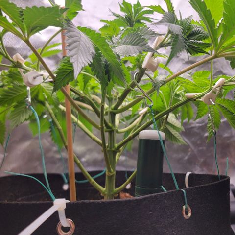 Space Station growlog timeline photo