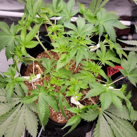 Space Station growlog timeline photo