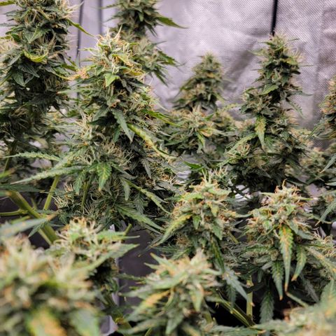 Tangerine Dream Auto growlog timeline photo