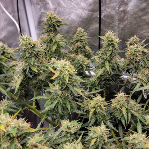 Tangerine Dream Auto growlog timeline photo