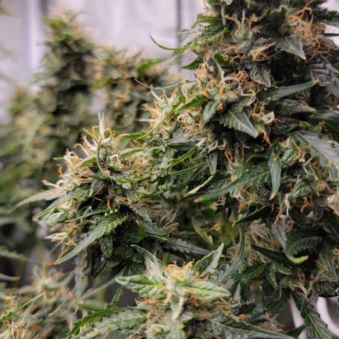 Tangerine Dream Auto growlog timeline photo