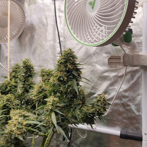 Tangerine Dream Auto growlog timeline photo