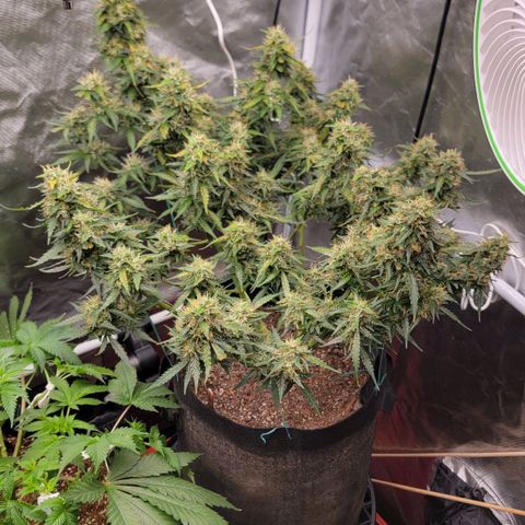 Tangerine Dream Auto growlog timeline photo