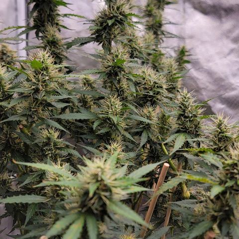 Purple Punch Auto growlog timeline photo