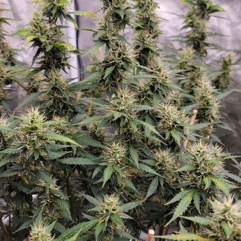 Purple Punch Auto growlog timeline photo
