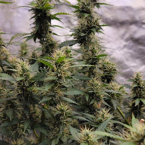 Purple Punch Auto growlog timeline photo