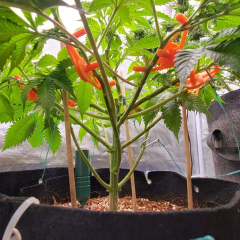 Space Station growlog timeline photo