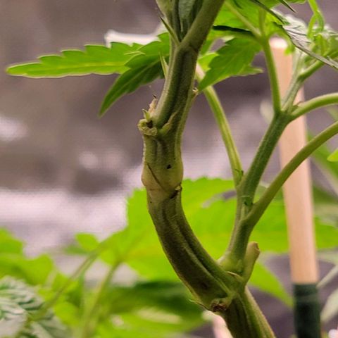 Space Station growlog timeline photo