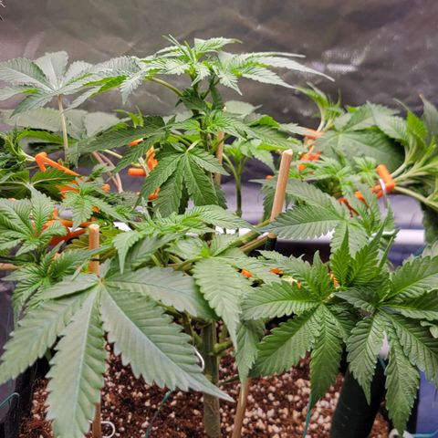 Space Station growlog timeline photo