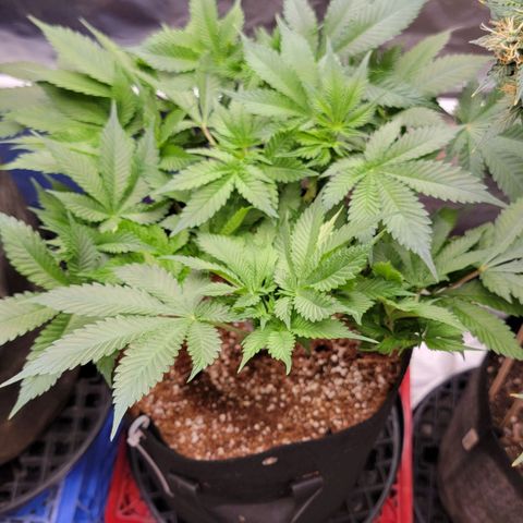 Space Station growlog timeline photo